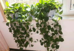 甲醛污染忌視而不見，快給你的新居通通風吧！